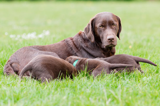 Slut med u�nskede hvalpe