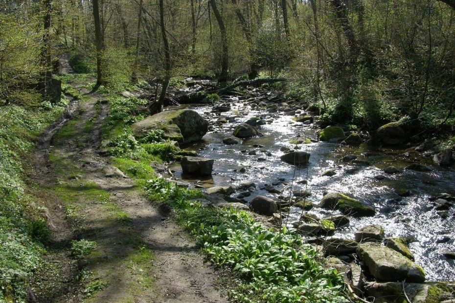 Projekt skal forbedre gydeforhold i Gyldens�en