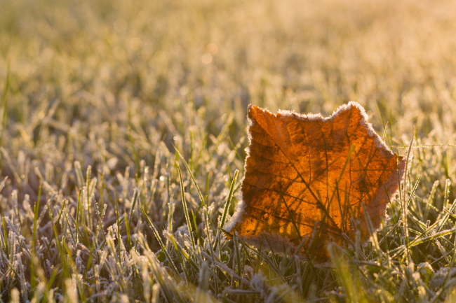De ukendtes grav siden 1926