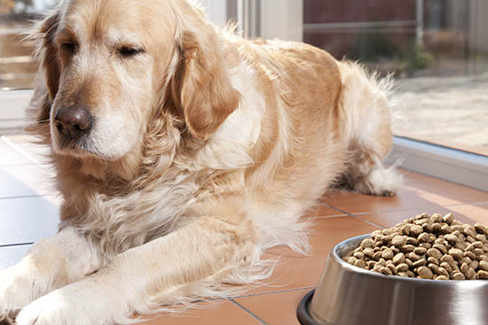 Forskelligt foder til forskellige hunde