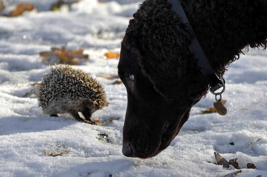 Pindsvin v�gner om vinteren