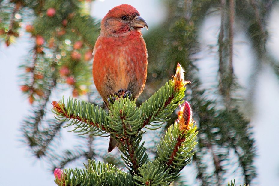 Bornholms granskove lokker lille korsn�b