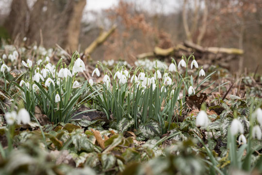 For�ret er lige om hj�rnet i naturen