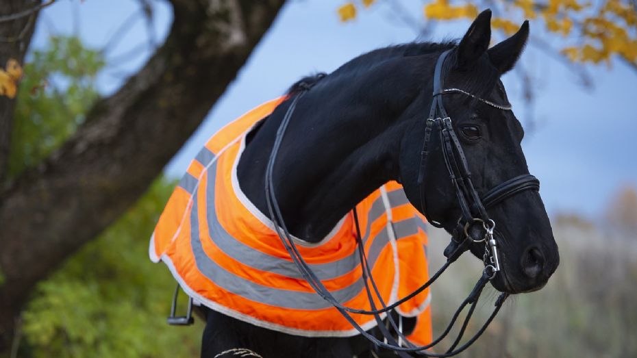 Pas p� heste og ryttere i efter�rsm�rket