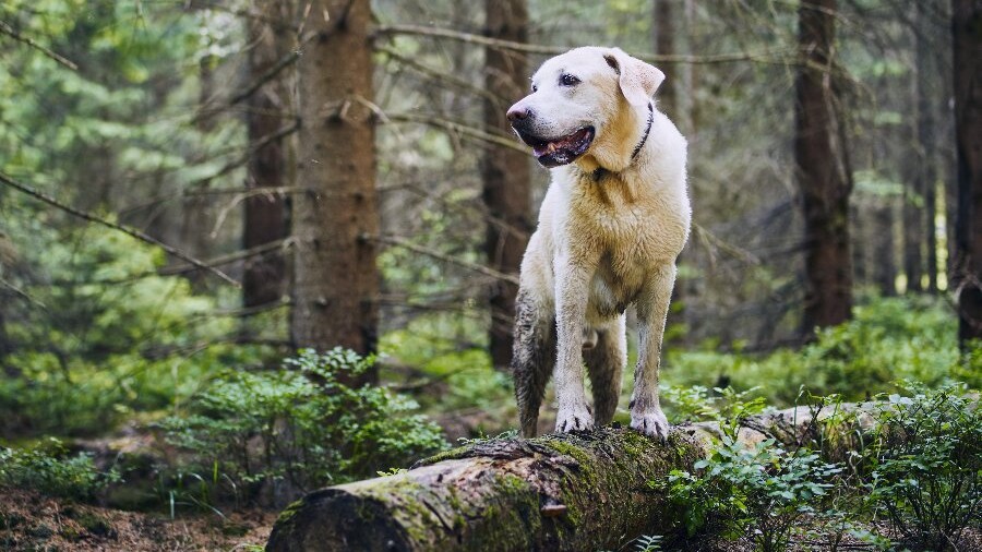 Efter�ret er h�js�son for lopper hos hunde og katte