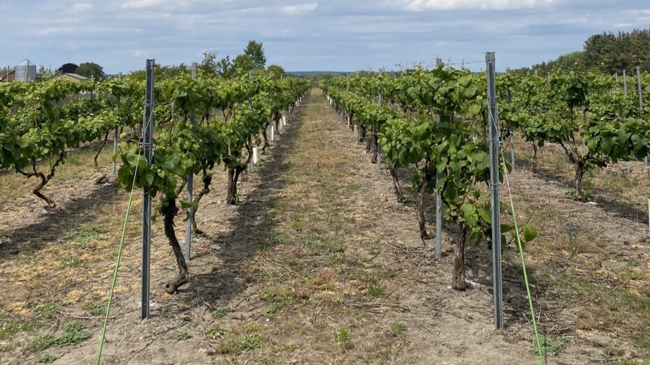 Bornholm giver Pinot Noir gode vilk�r