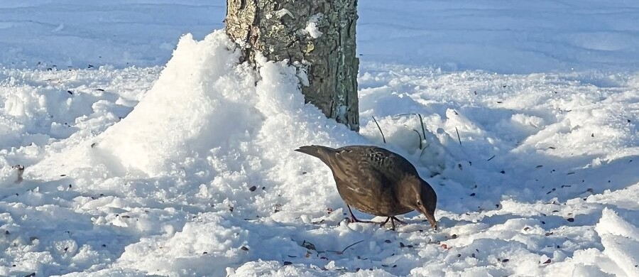 Undg� u�nsket bes�g af rotter n�r fuglene fodres