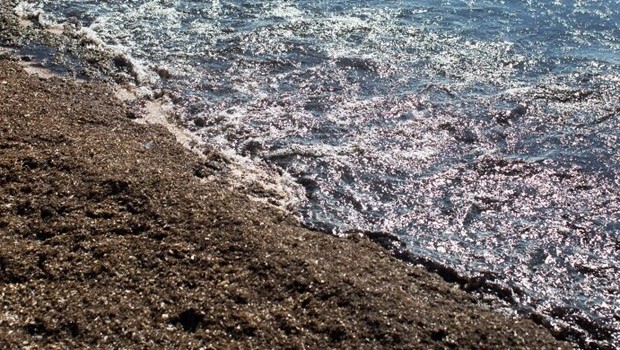 Mandag 16-2-26 - 20:28 Russisk skyggefl�de kan udl�se en oliekatastrofe