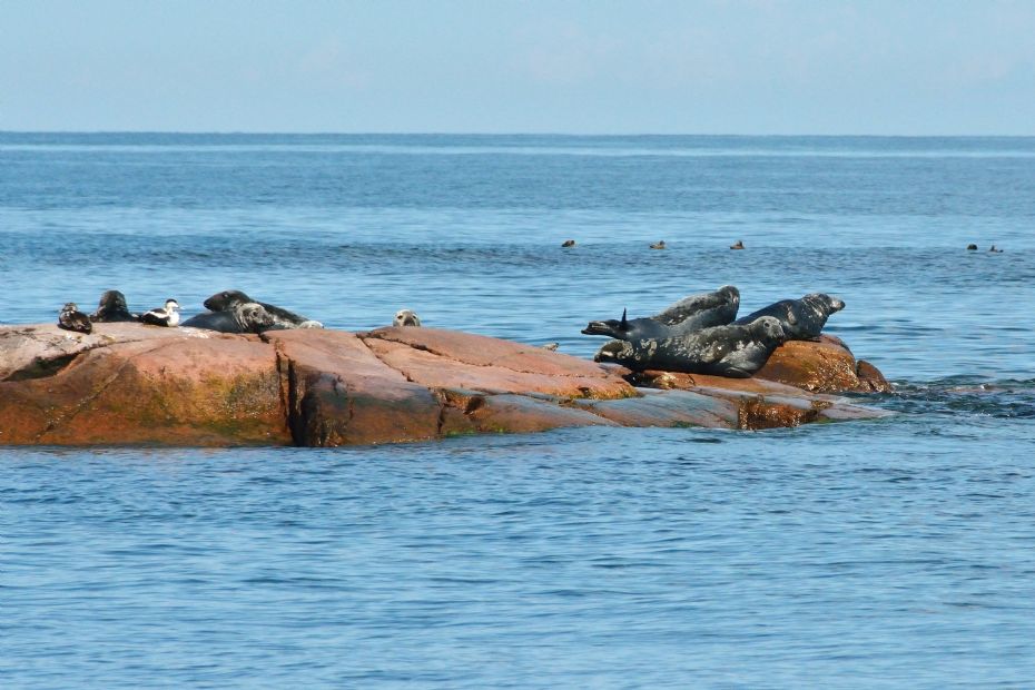 Danmarks st�rste rasteplads for gr�s�ler