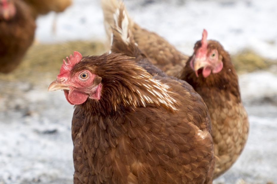 Man beh�ver ikke at v�re landmand for at bo p� landet