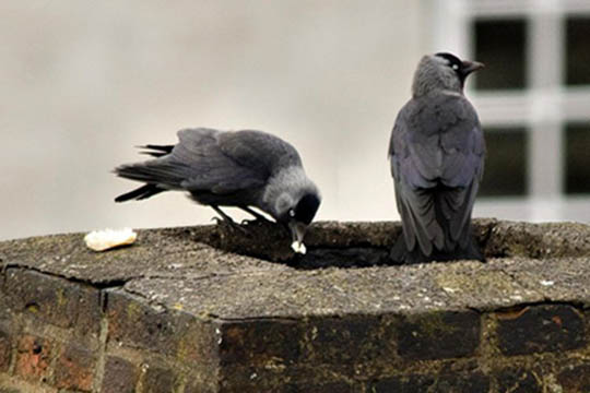 Alliker i skorstenen kan v�re livsfarligt