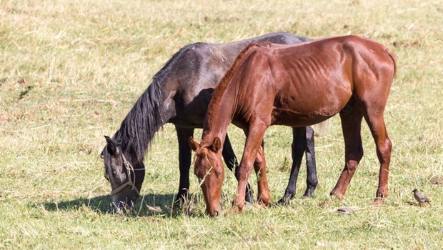 L�rdag 11-4-26 - 07:46 Kvinde tiltalt for grov vanr�gt af heste