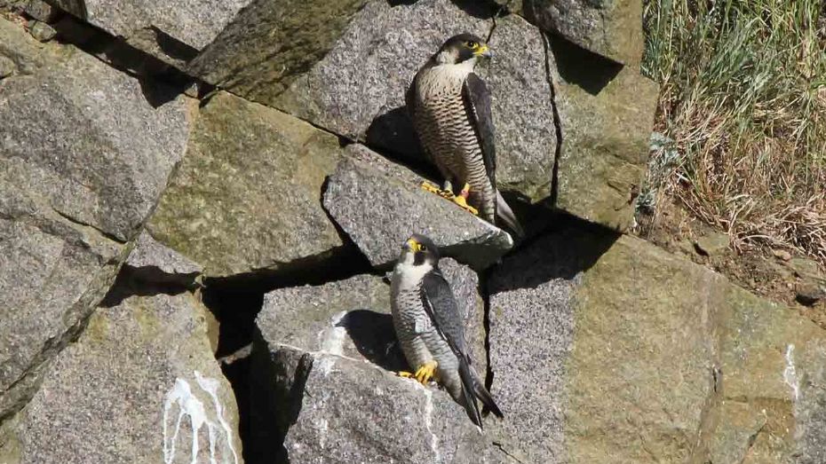 Bornholm et af de vigtigste omr�der for vandrefalke