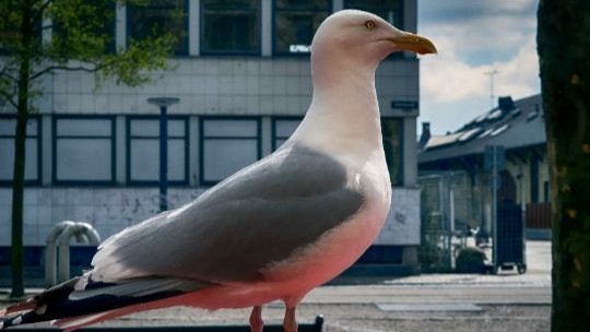 Strandens skraldemand
