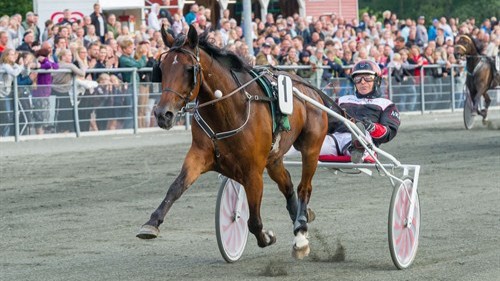 Bornholmsk travhest til start på Sveriges Derbybane