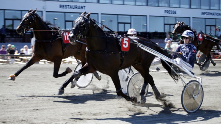 Bornholmsk travhest nummer to i Charlottenlund