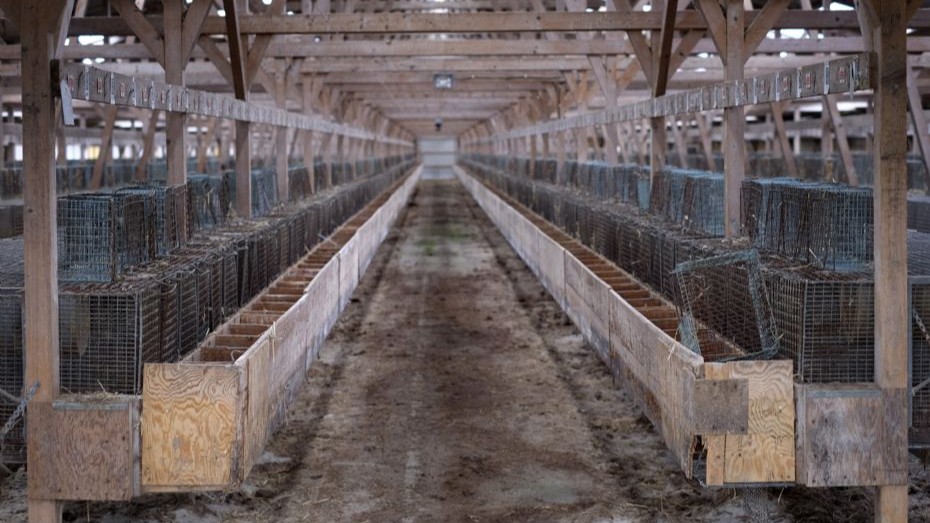 Pelsfarm fik millionoverskud efter erstatning fra staten