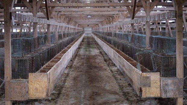 Torsdag 28-5-26 - 12:21 Pelsfarm fik millionoverskud efter erstatning fra staten
