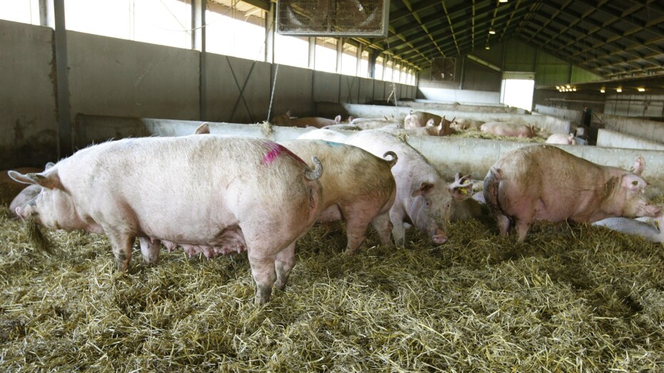 Svineproduktion ved Klemensker s�ger ny milj�godkendelse