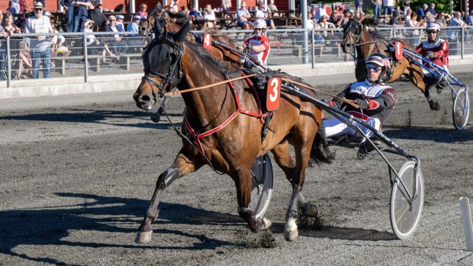 Dramatik i kampen om �rets Sejrshest
