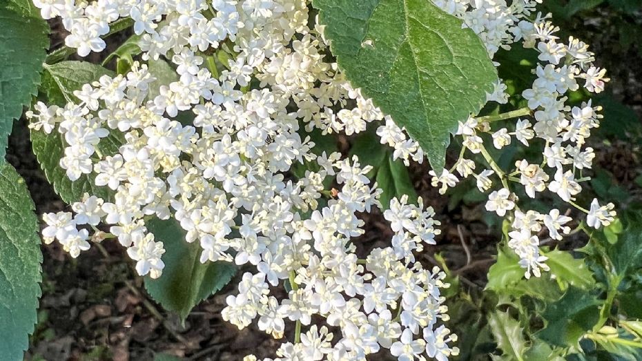 Hyldeb�rblomst er smagen af dansk sommer