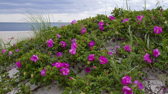 Kommunen vil �ndre bek�mpelsen af rynket rose