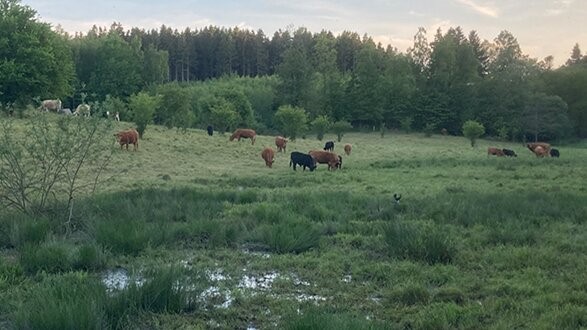 Torsdag 16-7-26 - 05:52 BRK p� jagt efter fondsmillioner til stort naturprojekt