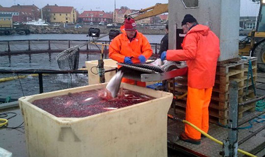 Bornholms Havbrug forts�tter trods tabt egenkapital