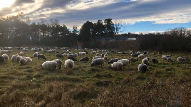 Stort overskud hos Hammershuslam