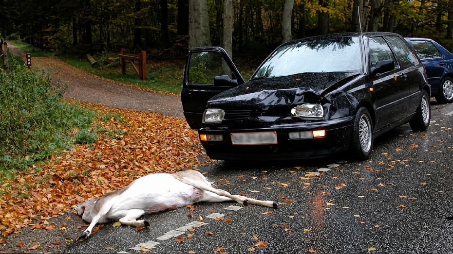 Efter�ret �ger risikoen for at ramme r�dyr p� Bornholm