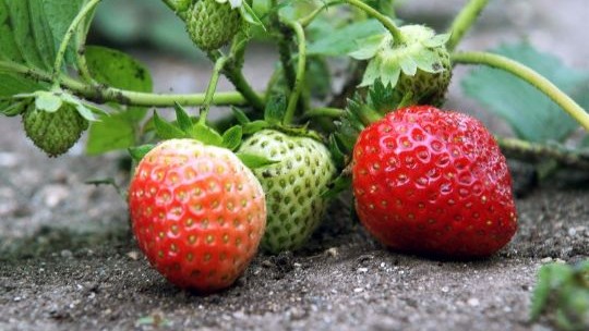 Nu er det tid til at plante jordb�r