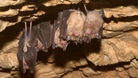Flagermus flytter gerne ind � men de er fredede