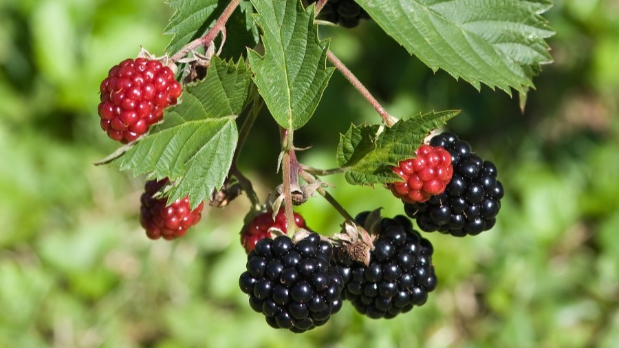 Bornholms natur bugner af b�r