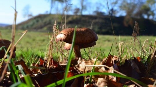 Nu begynder h�js�sonen for svampe p� Bornholm