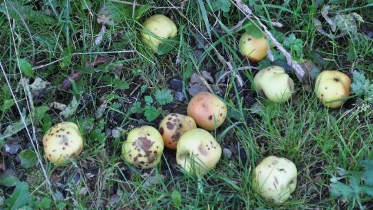 Lad nedfalds�blerne blive til fuglemad