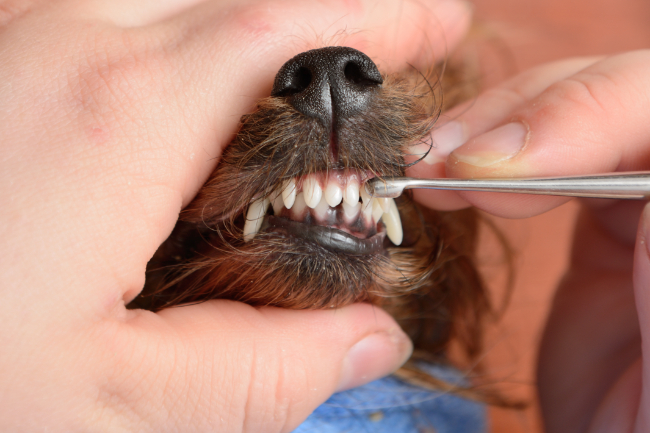 D�rlig �nde kan v�re tegn p� tandproblemer hos hunden