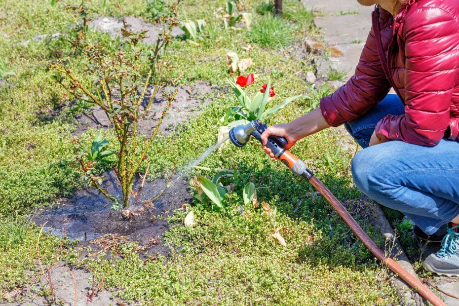 Oktober er den gode m�ned til at plante roser
