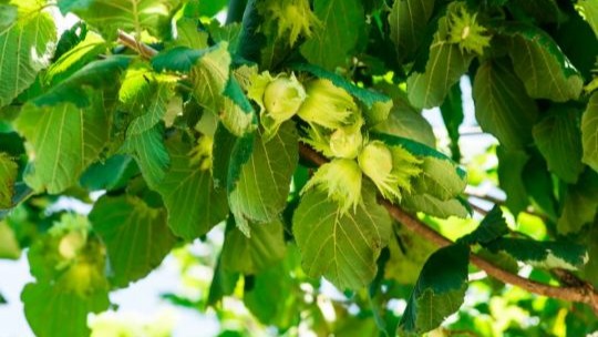Tag p� n�ddejagt i den bornholmske natur