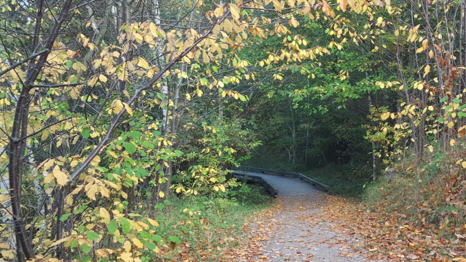 Skov beskytter R�nnes drikkevand