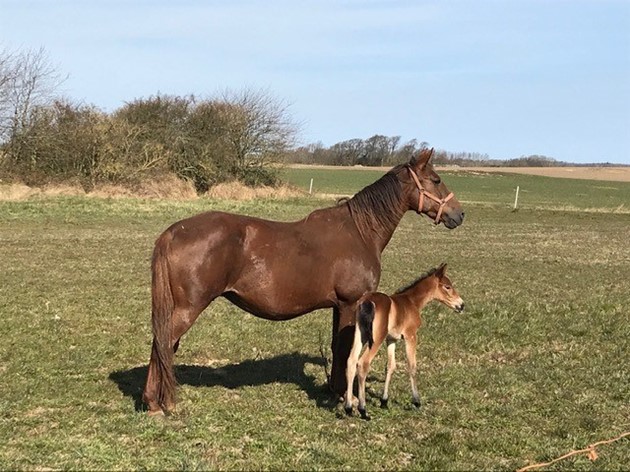 Foto: Torben Ager / Travfoto Bornholm m.fl.<br>