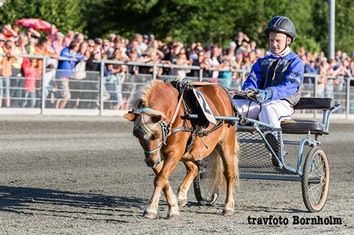 Mads K. Mogensen som ponykusk i 2016. Arkivfoto: Torben Ager / Travfoto Bornholm<br>